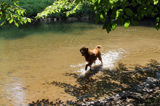 Swimmer dog1