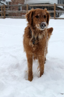 Remmy in Snow