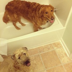 Dogs in tub